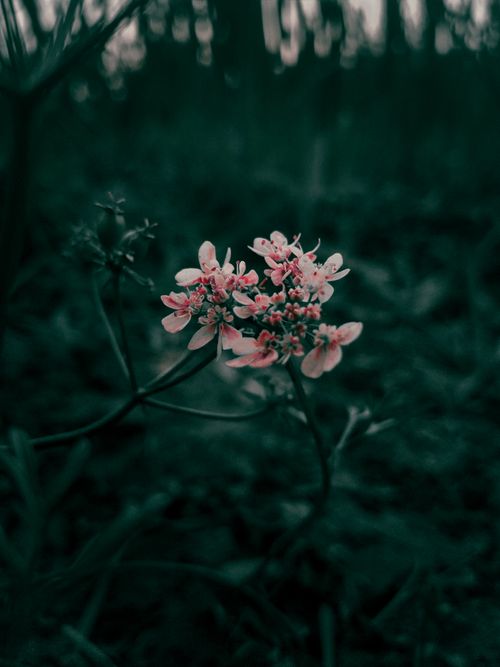 Free A captivating close-up of pink wildflowers blooming in a dark forest, emphasizing nature's beauty. Stock Photo