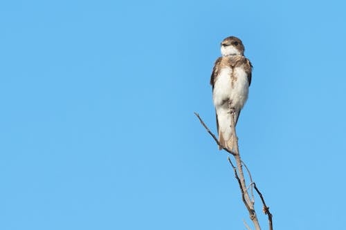 A Bird Perched on a Tree Branch 