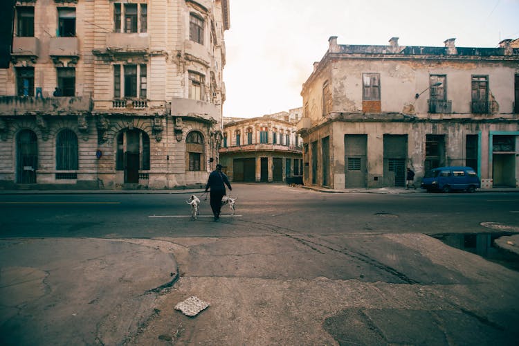 Woman With Dogs On Street