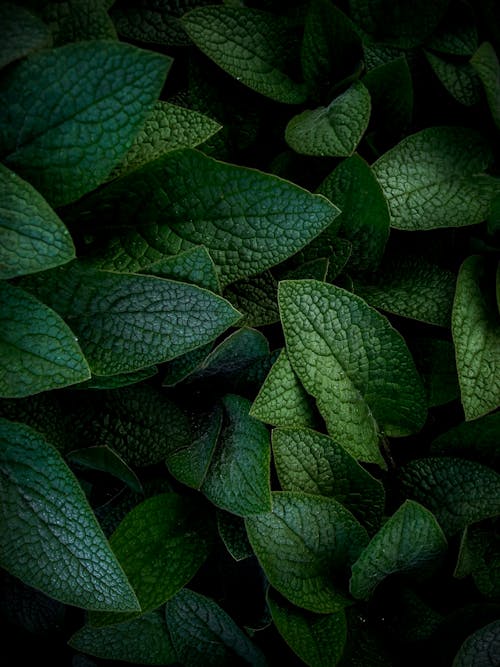 Free Close Up Photo of Green Leaves Stock Photo