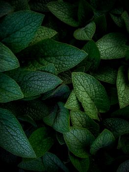 Free stock photo of beautiful nature, dark green leaves, flora