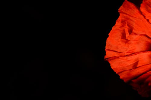 검정 빨강, 꽃, 백합의 무료 스톡 사진