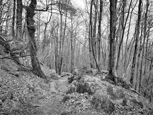 Free Grayscale Photo of a Forest  Stock Photo