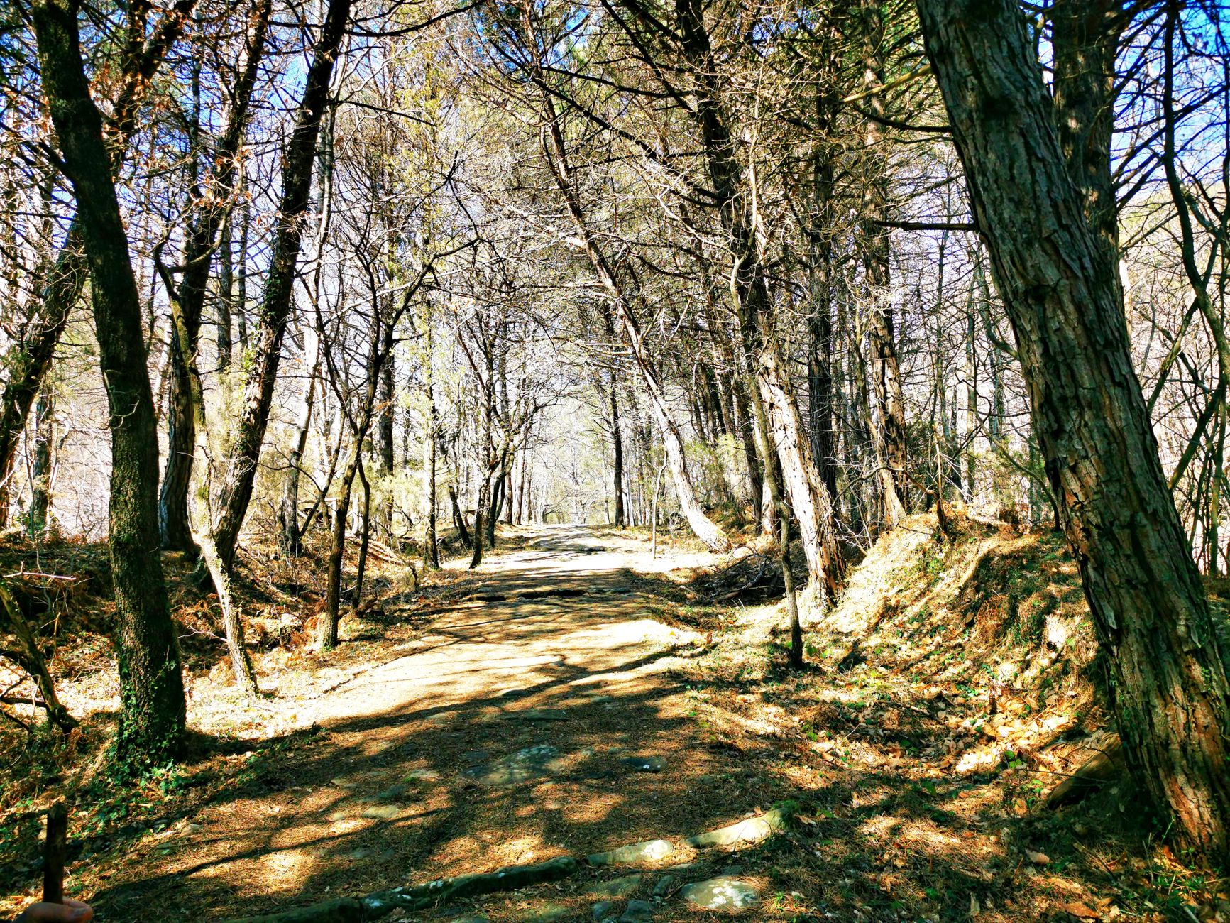 A tranquil dirt pathway through dense forest trees on a sunny day.