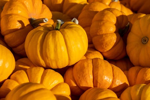 Ripe Pumpkins in Close Up photography