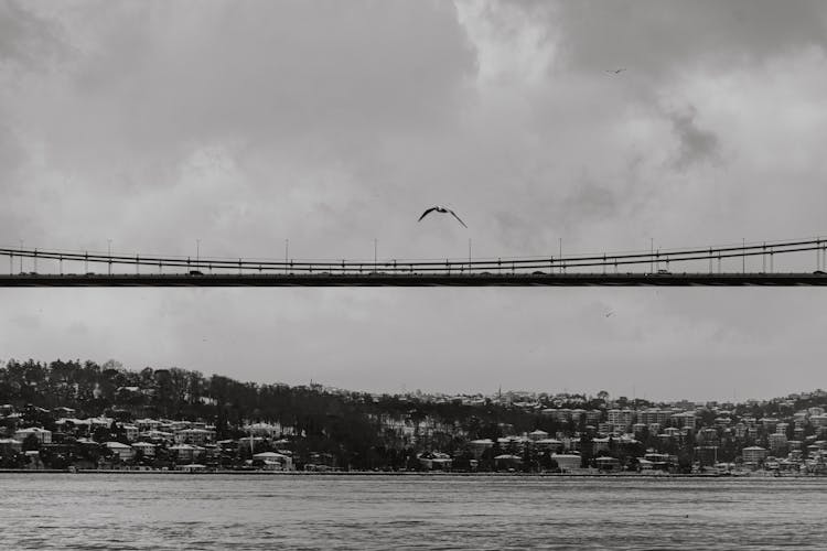 Bird Flying Near Bridge In City