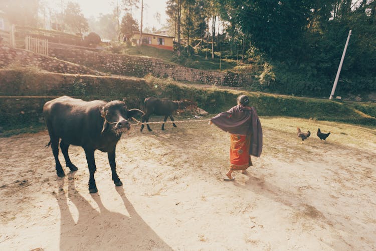 Woman Leading Bull On String