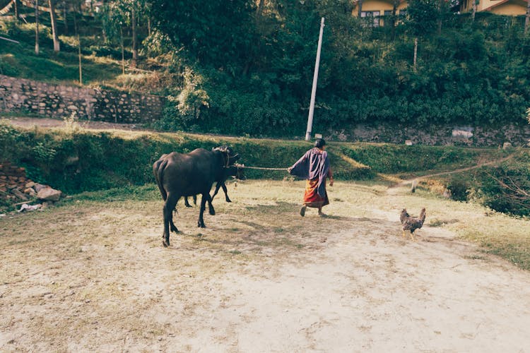 Woman Leading A Cow