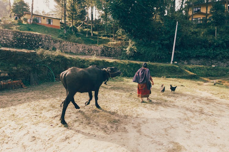 Woman With Cow On Farm