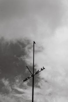 A striking black-and-white image of birds perched on an antenna against a dramatic cloudy sky.