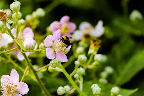 Abeille Noire Et Brune Sur La Photographie De Mise Au Point Sélective De Fleur Rose