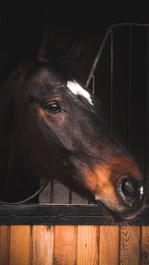 Gratis stockfoto met detailopname, dierenfotografie, paard