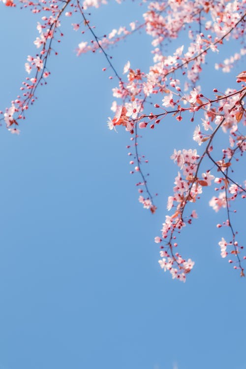 Foto profissional grátis de botões de flores, broto, cerejeira