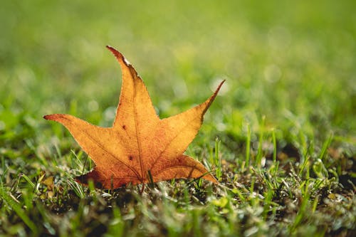 akçaağaç yaprağı, çim, güz yaprağı içeren Ücretsiz stok fotoğraf