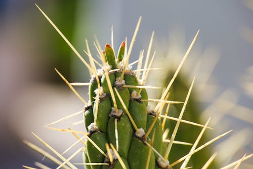 Imagine de stoc gratuită din cactus, detaliu, spini