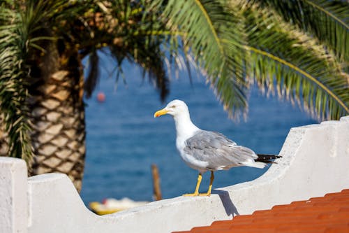 Selective Focus of a Seagull on Roof