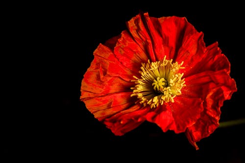 Foto profissional grátis de broto, fechar-se, flor vermelha