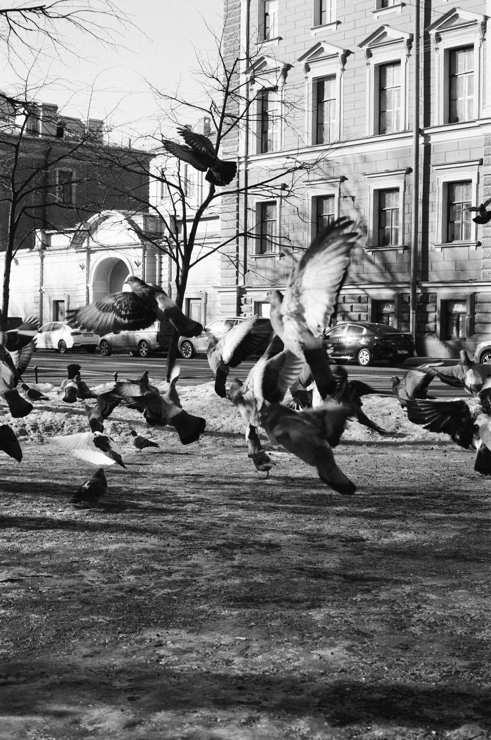 Flock of pigeons in flight in a grayscale scene in Saint Petersburg, Russia.