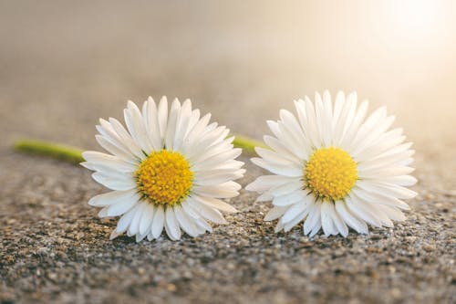 White Daisy Flowers on Ground