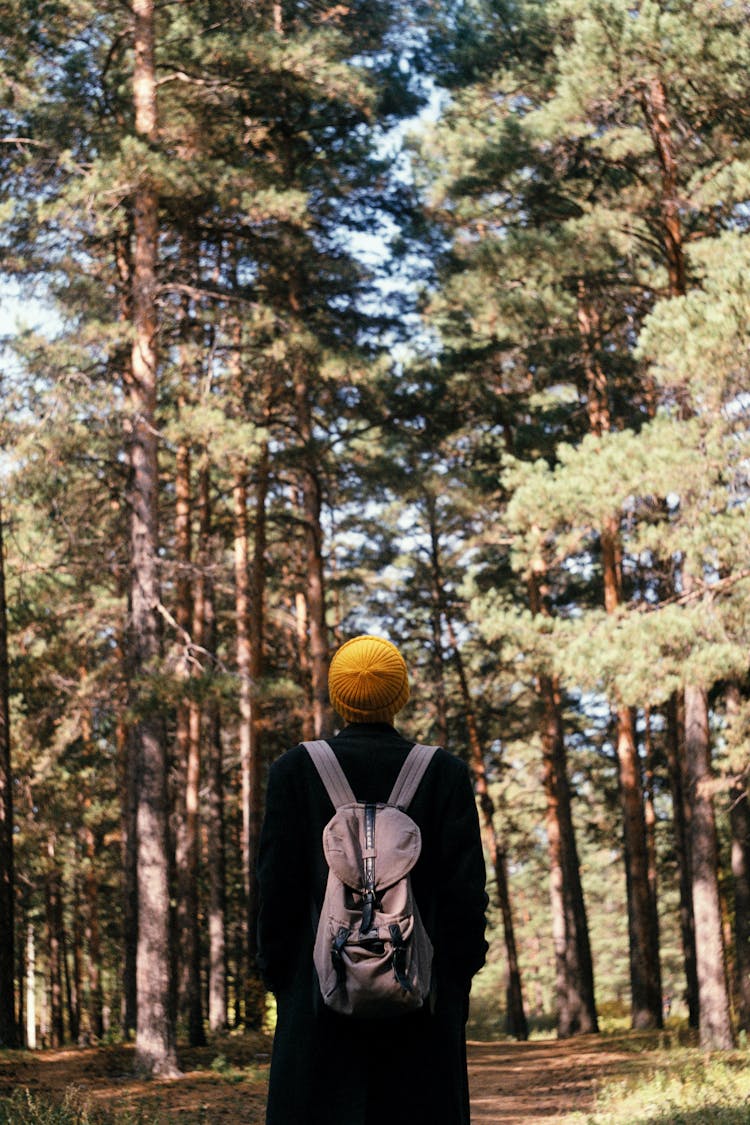 Unrecognizable Person Looking Up At Tree Tops Of Pine Forest