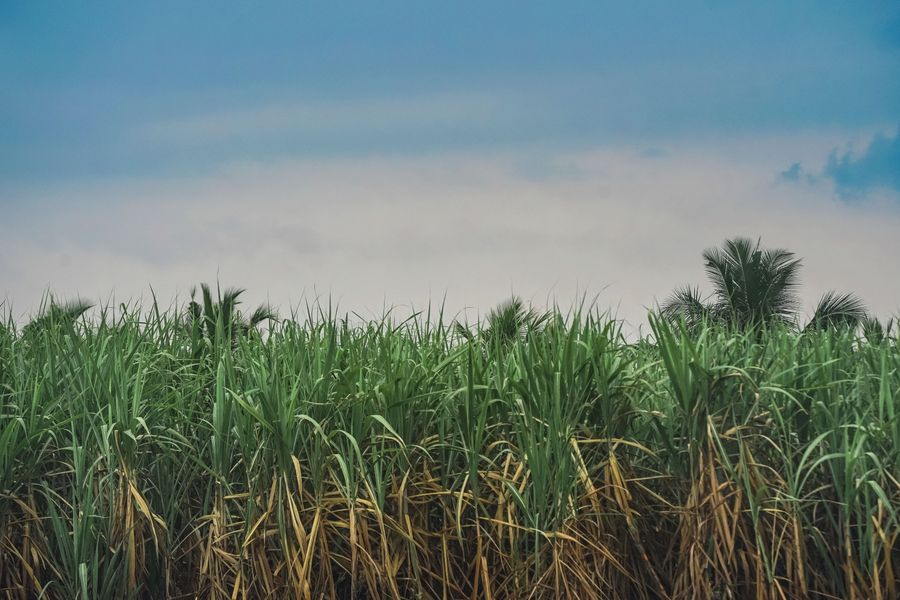 Green sugarcane field under a blue sky