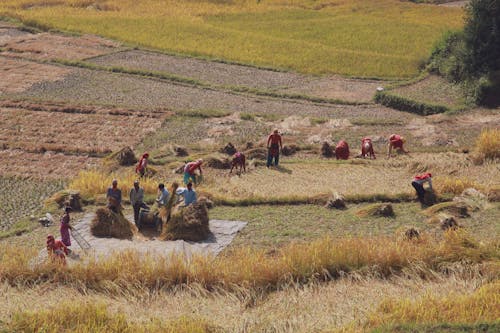 Δωρεάν στοκ φωτογραφιών με αγρόκτημα, αγροτικός, Άνθρωποι Φωτογραφία από στοκ φωτογραφιών