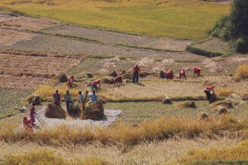 Free A group of farmers working in sunlit fields during harvest season, capturing rural agricultural life. Stock Photo