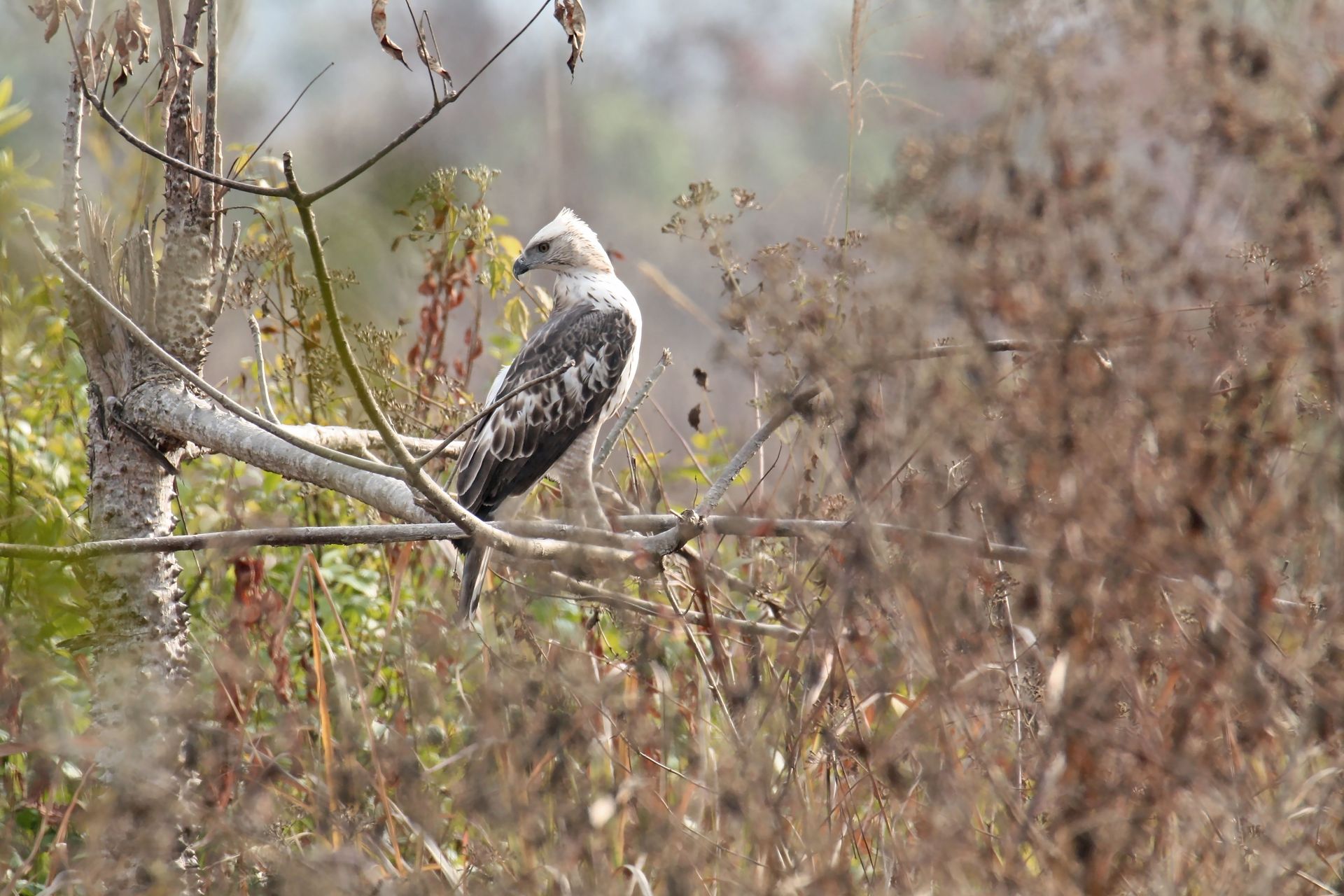 Eagle perched on a branch in a forest setting in India, showcasing natural beauty.
