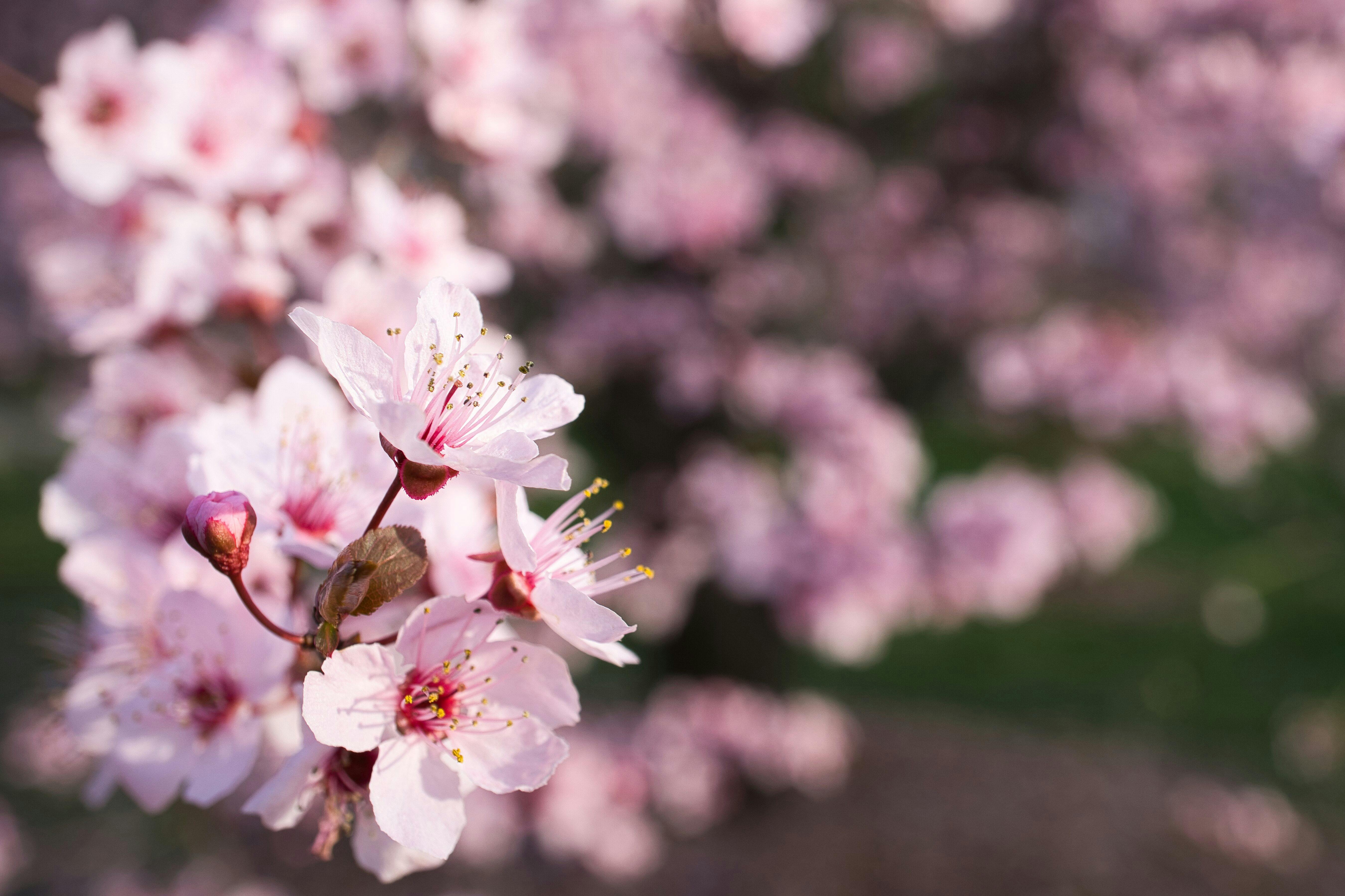 Close Up of Cherry Blossoms · Free Stock Photo