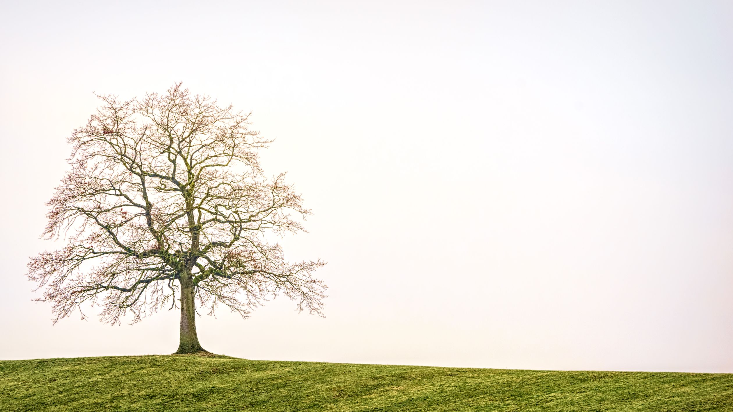 Green Leafed Tree · Free Stock Photo