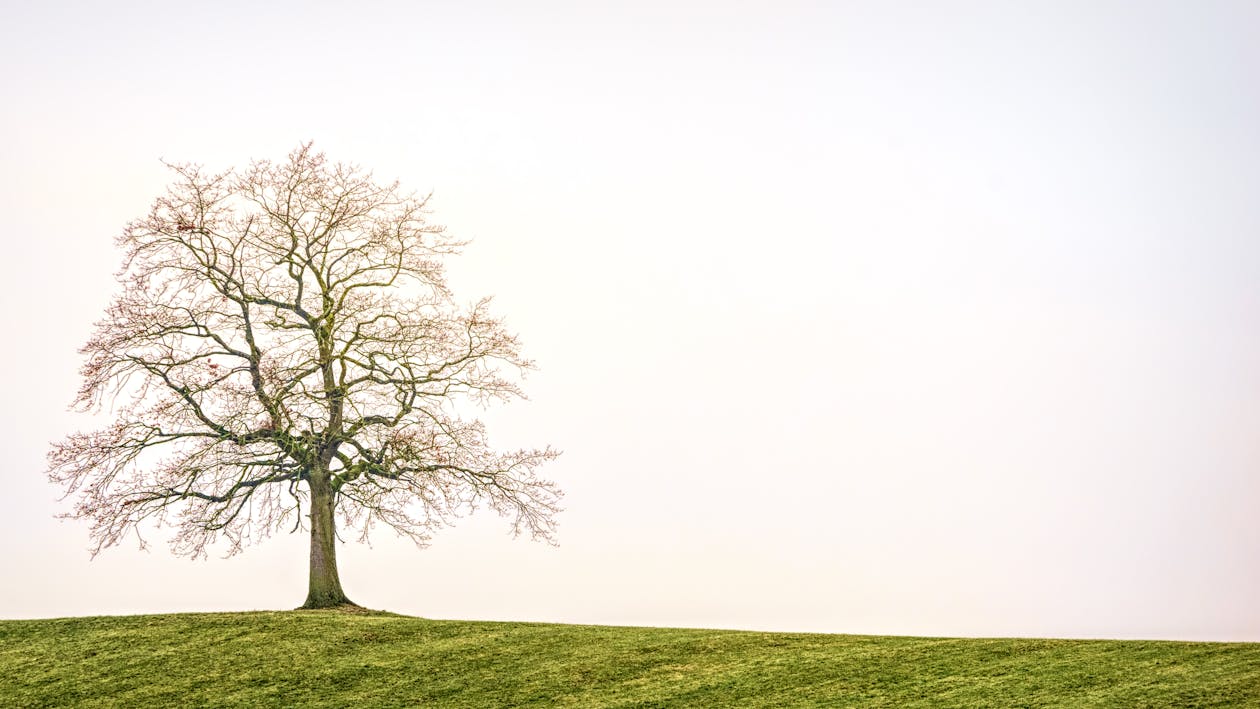 Foto d'estoc gratuïta de a l'aire lliure, arbre, branques d'arbre