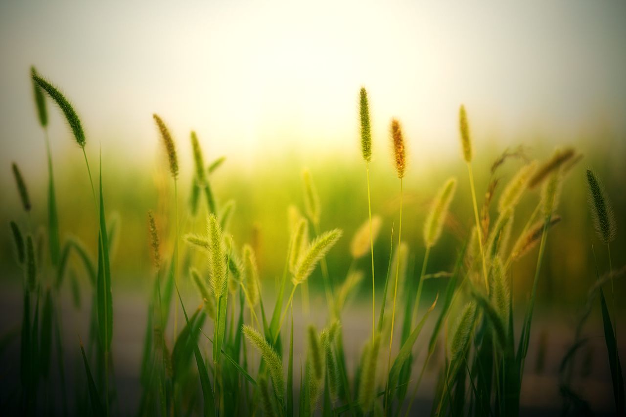 lush green grass in a summer field captured in warm morning light offe
