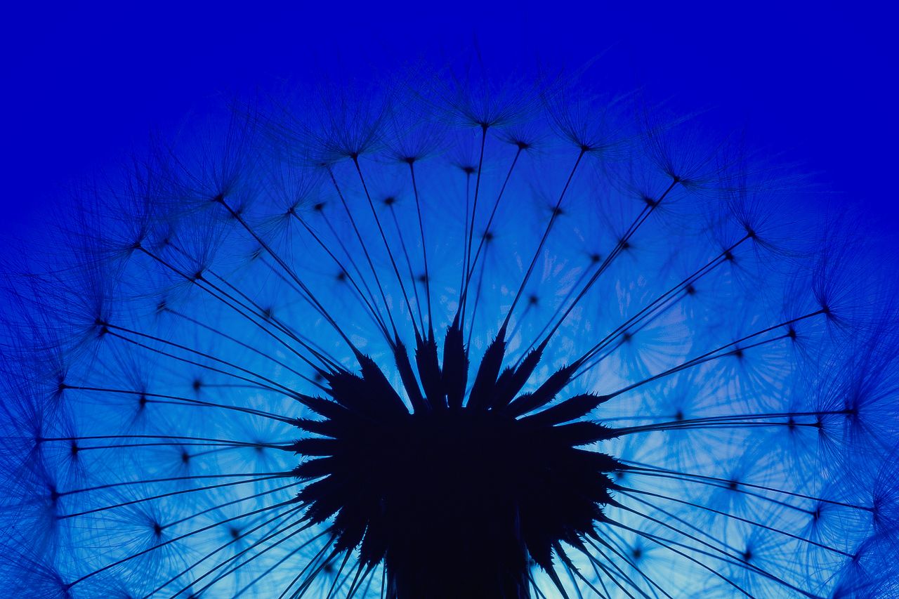 silhouette of a dandelion against a vibrant dark blue background captu