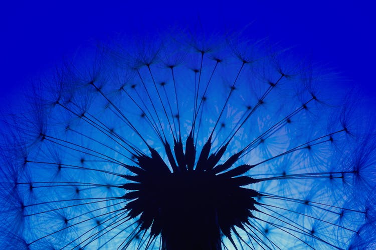 Silhouette Of Dandelion