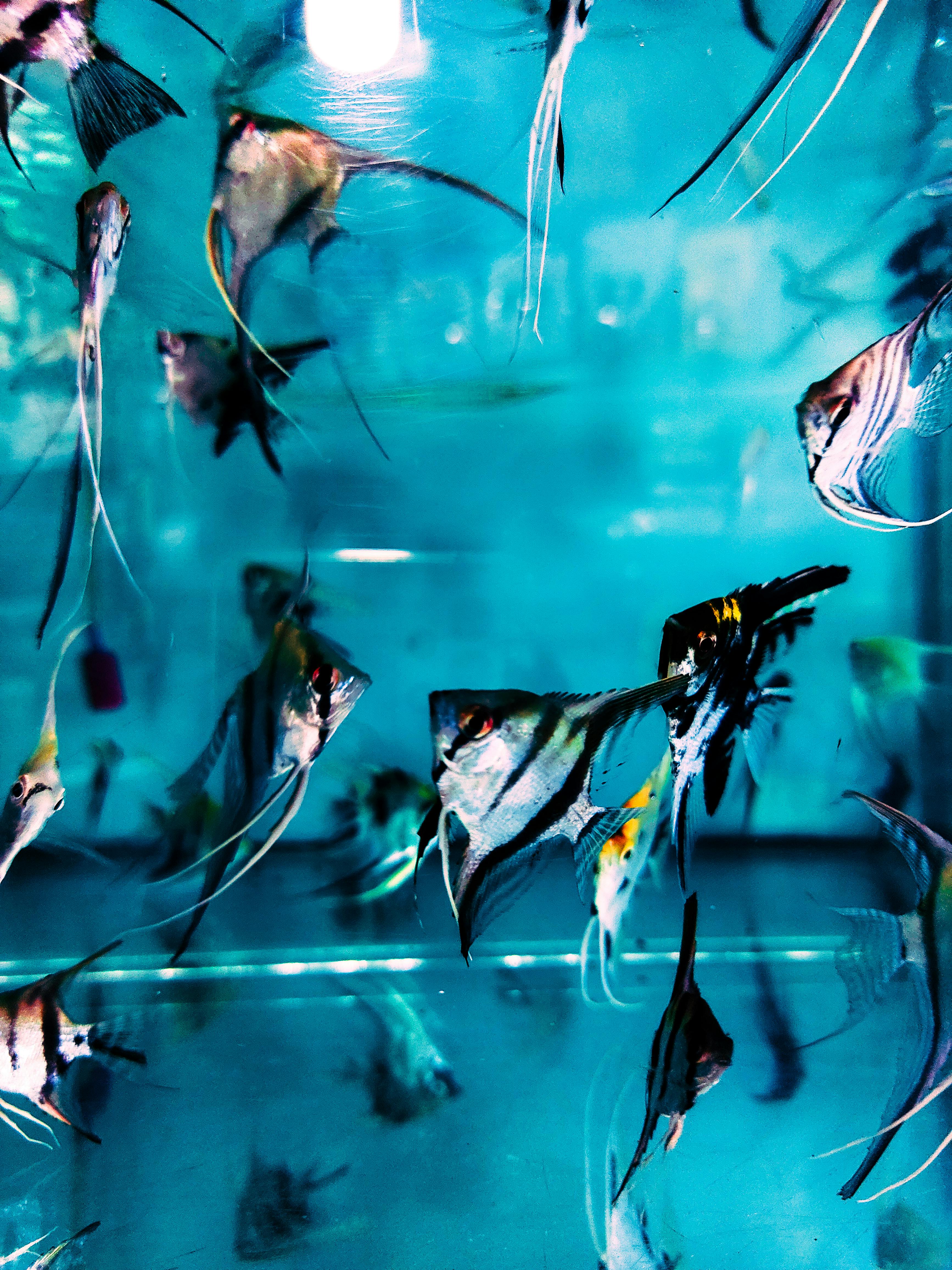 Colorful angelfish swimming in a vibrant aquarium in Kochi, India.