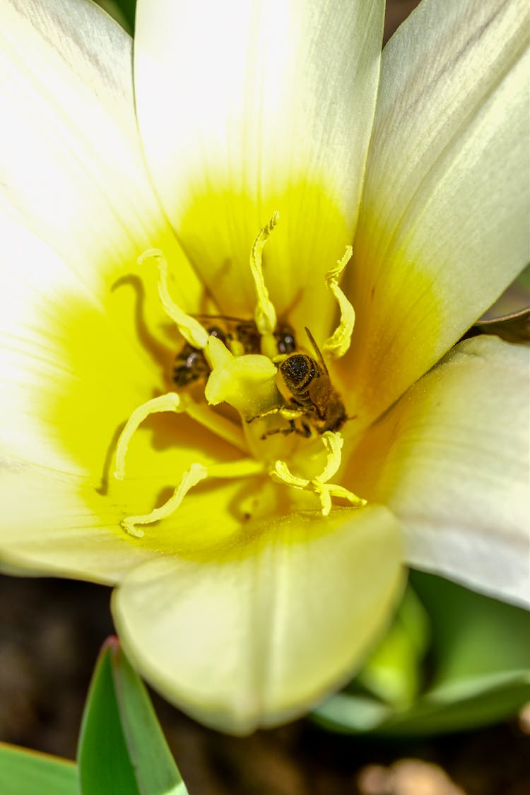 Bees On A Flower