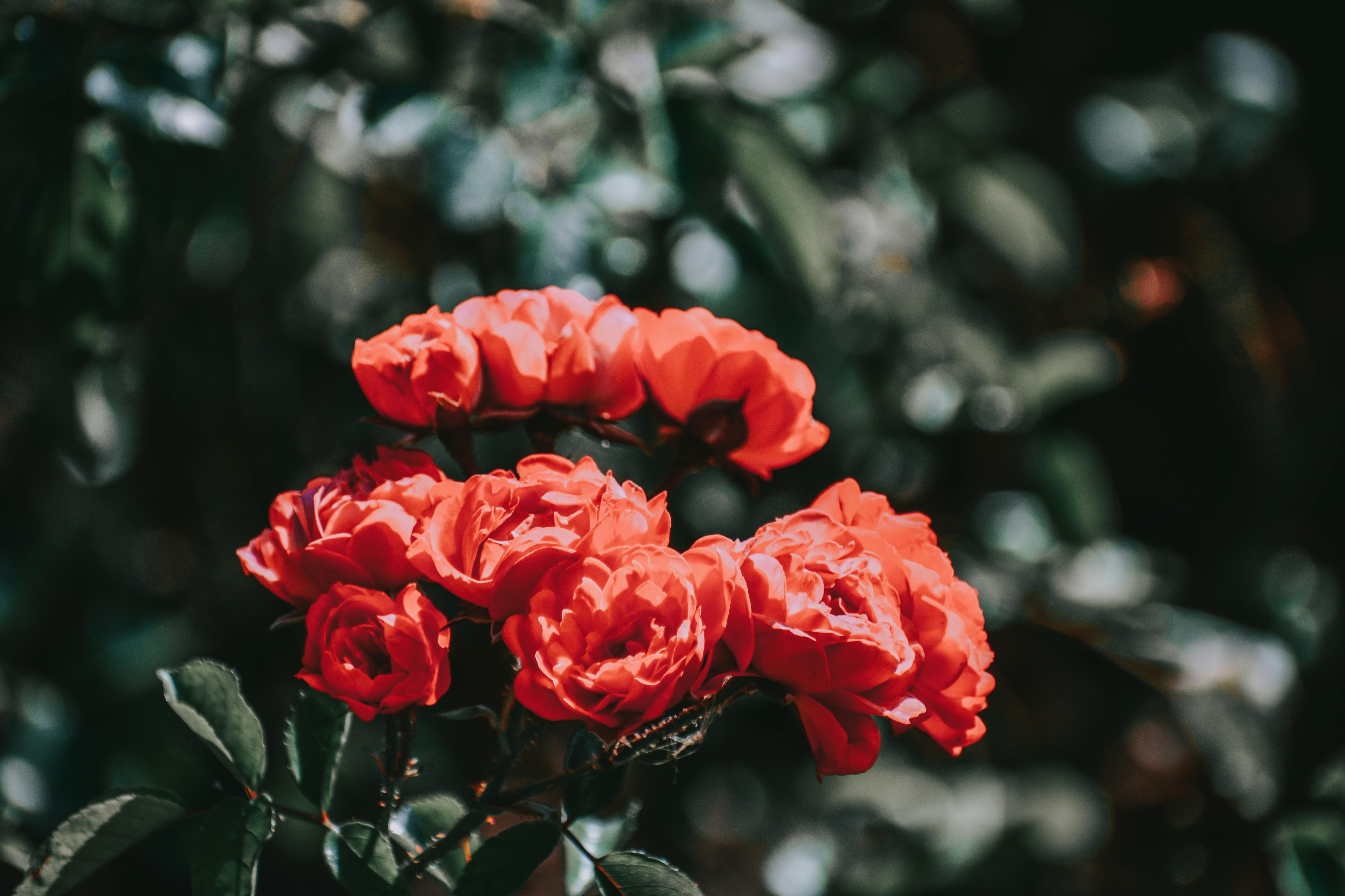 Roses in Bloom · Free Stock Photo