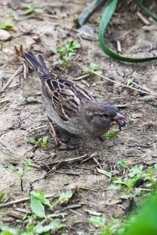 Free A sparrow captured foraging on the ground with an insect in its beak. Stock Photo