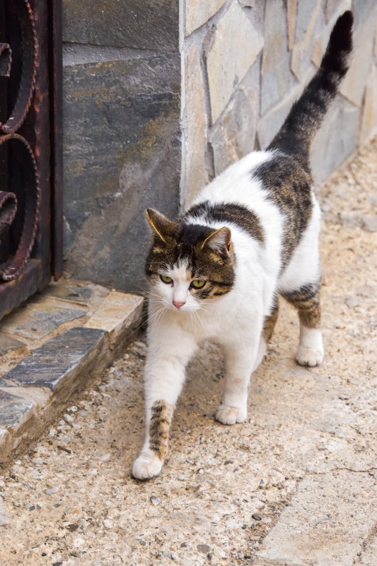 Photo Of A Cyprus Cat