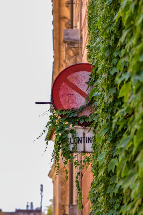 No Entry Street Sign on Wall with Climbing Plant