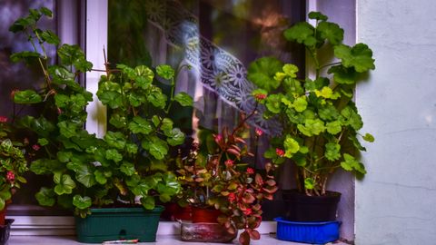 Lush green and red potted plants adorn a sunlit windowsill, creating a vibrant indoor garden.