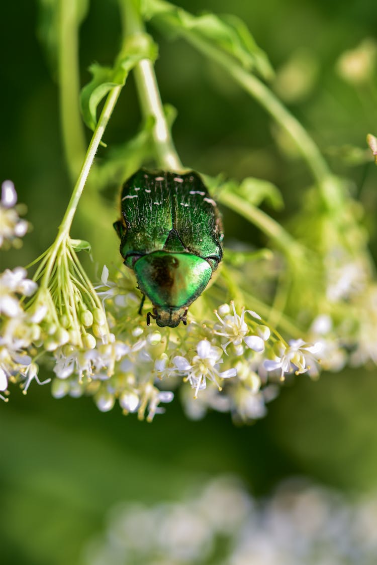 Close-up Of A Bug On A Flower