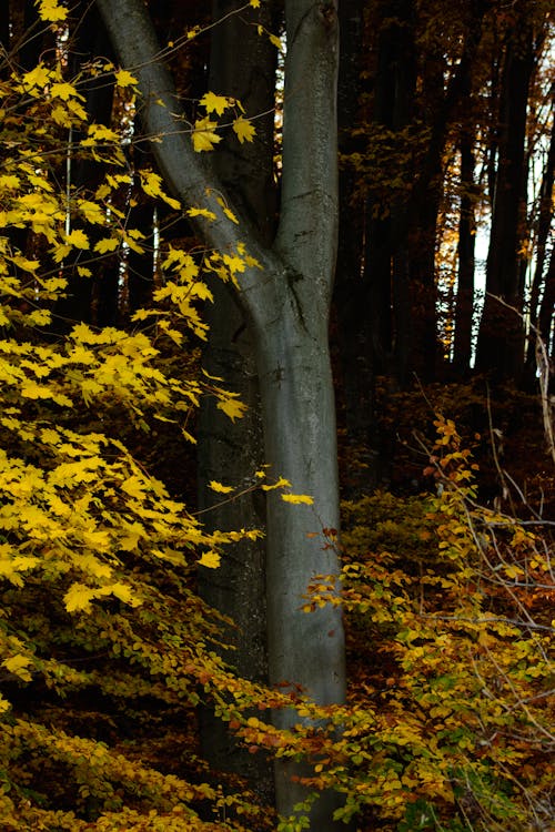 Darmowe zdjęcie z galerii z drzewa, jesień, klon