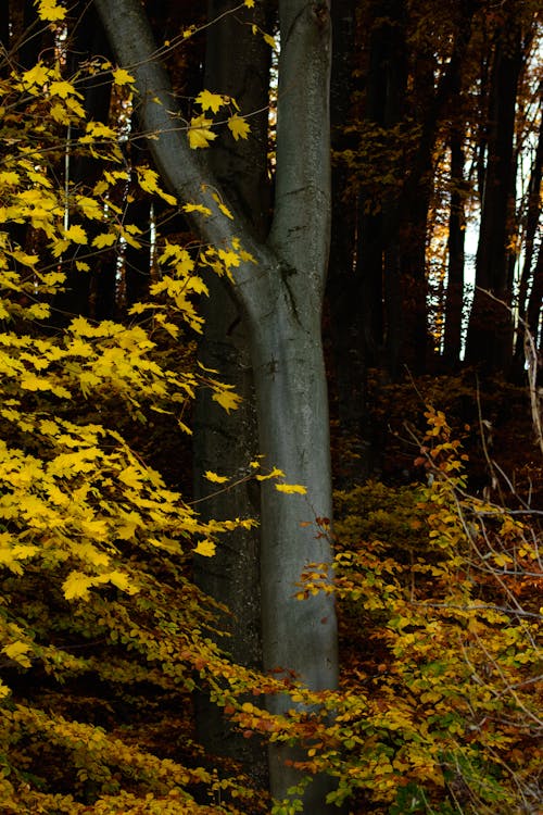 Yellow and Green Leaf Trees