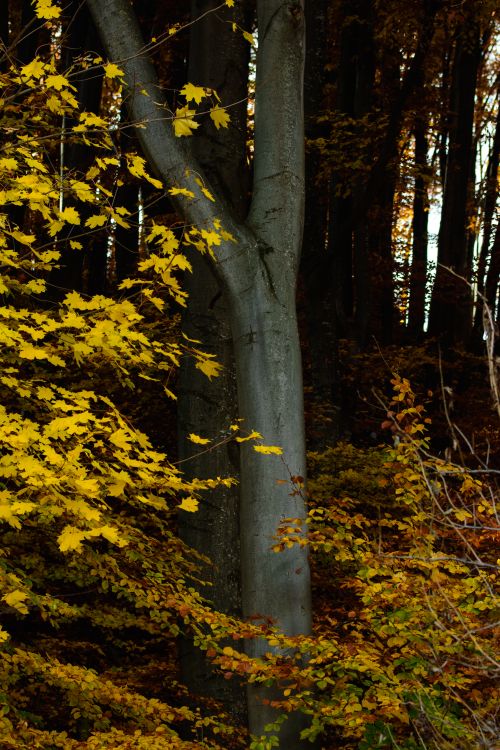 Free Vibrant autumn leaves and tree trunks in a woodland setting, capturing the essence of fall. Stock Photo