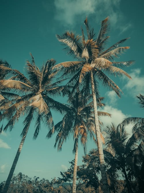 Bottom View of Palm Trees · Free Stock Photo
