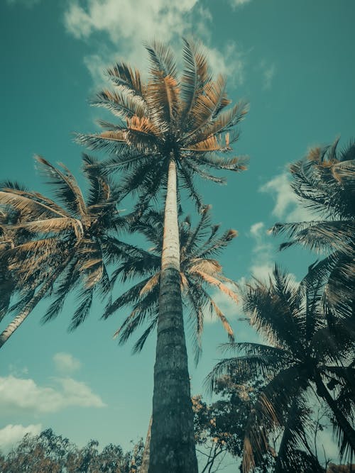 Immagine gratuita di alberi di cocco, inquadratura dal basso, palme