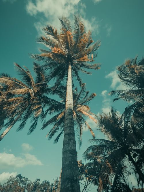 Free Low-angle shot of tall palm trees against a vibrant sky, capturing a serene tropical vibe. Stock Photo