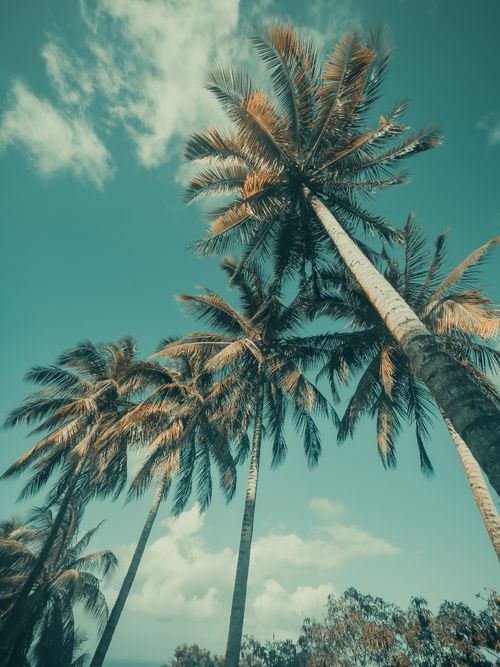 Free A low angle view of palm trees reaching up to a clear blue sky, depicting a tropical setting. Stock Photo