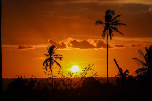 Kostenloses Stock Foto zu bäume, goldene stunde, orange himmel